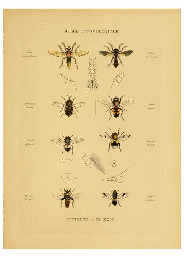 Reproducción/Reproduction 6008134917: Les insectes Paris,J. Rothschild,1878