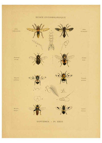 Reproducción/Reproduction 6008134917: Les insectes Paris,J. Rothschild,1878