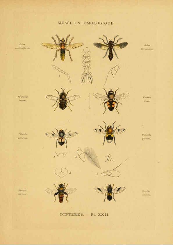 Reproducción/Reproduction 6008134917: Les insectes Paris,J. Rothschild,1878