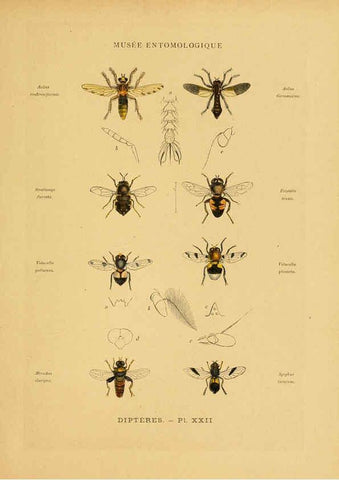 Reproducción/Reproduction 6008134917: Les insectes Paris,J. Rothschild,1878