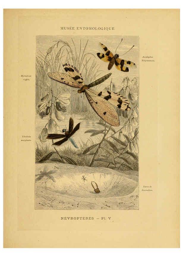 Reproducción/Reproduction 6008675172: Les insectes Paris,J. Rothschild,1878