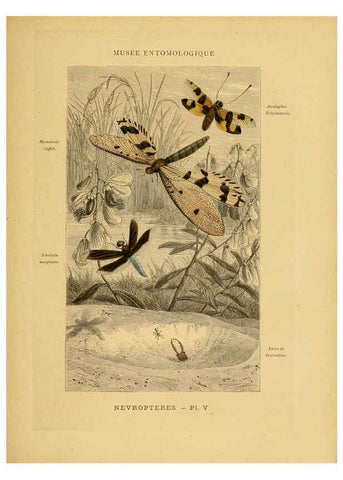 Reproducción/Reproduction 6008675172: Les insectes Paris,J. Rothschild,1878