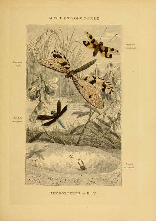 Reproducción/Reproduction 6008675172: Les insectes Paris,J. Rothschild,1878