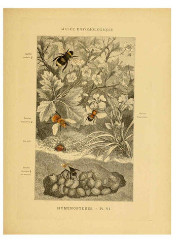 Reproducción/Reproduction 6008675434: Les insectes Paris,J. Rothschild,1878