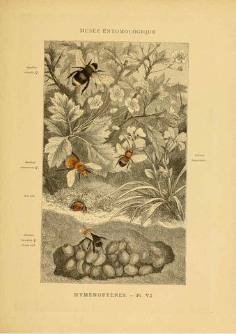 Reproducción/Reproduction 6008675434: Les insectes Paris,J. Rothschild,1878