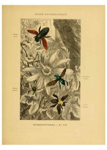 Reproducción/Reproduction 6008675856: Les insectes Paris,J. Rothschild,1878