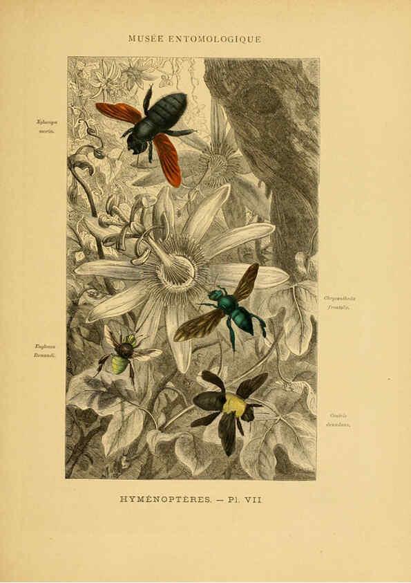Reproducción/Reproduction 6008675856: Les insectes Paris,J. Rothschild,1878