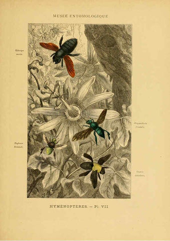 Reproducción/Reproduction 6008675856: Les insectes Paris,J. Rothschild,1878