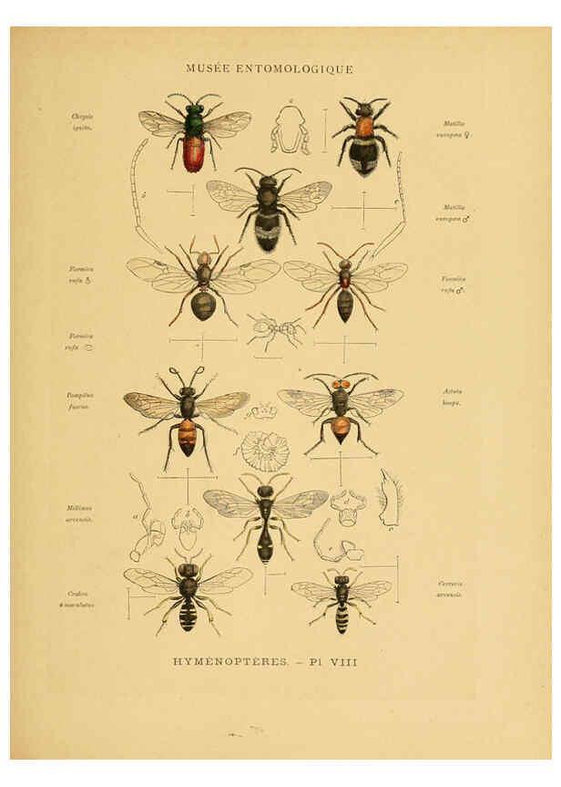 Reproducción/Reproduction 6008676006: Les insectes Paris,J. Rothschild,1878