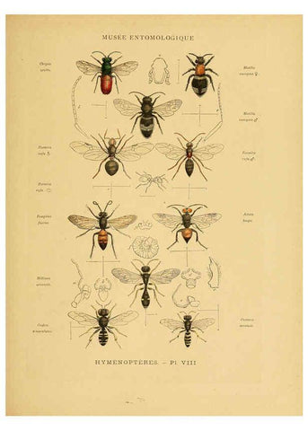 Reproducción/Reproduction 6008676006: Les insectes Paris,J. Rothschild,1878