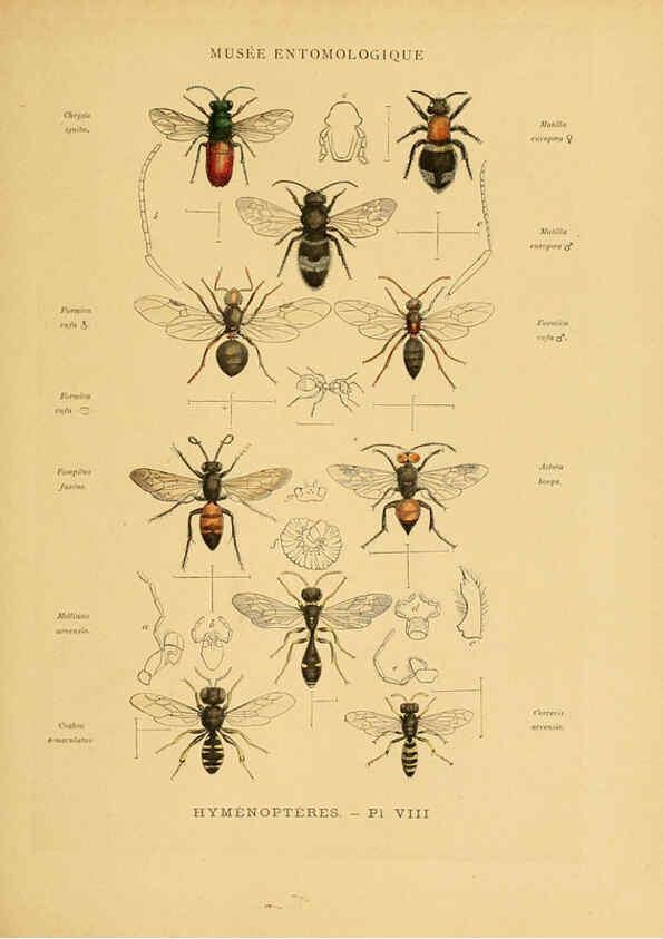Reproducción/Reproduction 6008676006: Les insectes Paris,J. Rothschild,1878