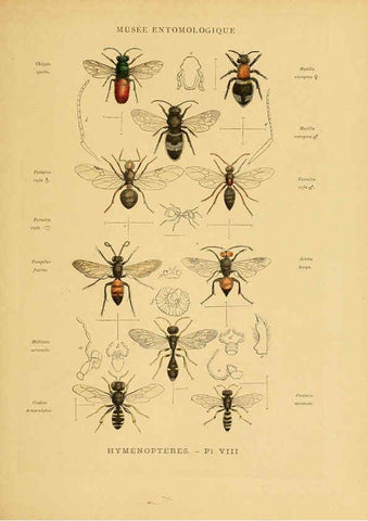 Reproducción/Reproduction 6008676006: Les insectes Paris,J. Rothschild,1878
