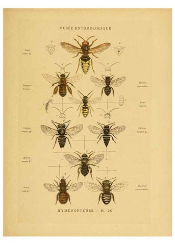 Reproducción/Reproduction 6008676298: Les insectes Paris,J. Rothschild,1878