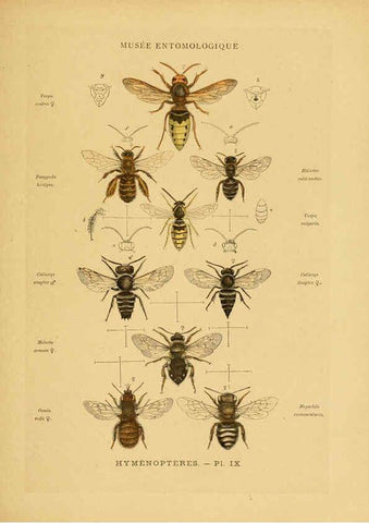 Reproducción/Reproduction 6008676298: Les insectes Paris,J. Rothschild,1878