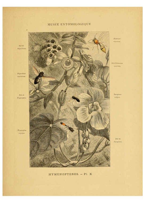 Reproducción/Reproduction 6008676516: Les insectes Paris,J. Rothschild,1878