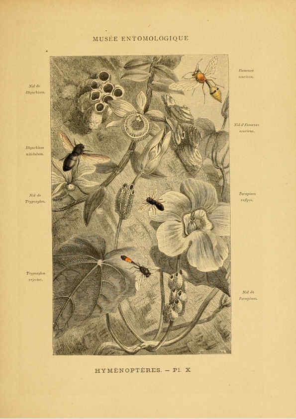 Reproducción/Reproduction 6008676516: Les insectes Paris,J. Rothschild,1878