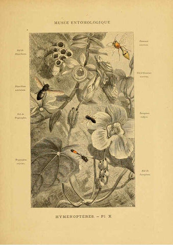 Reproducción/Reproduction 6008676516: Les insectes Paris,J. Rothschild,1878