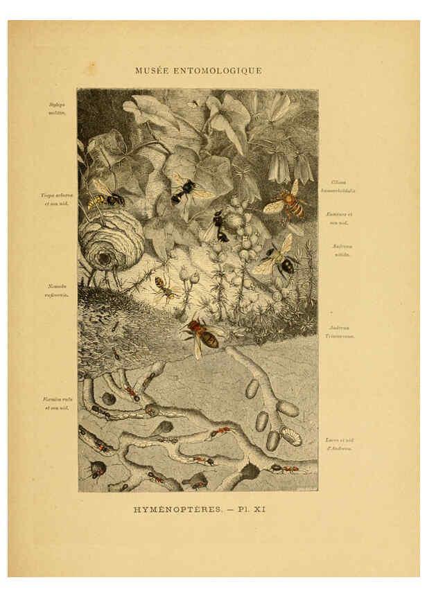 Reproducción/Reproduction 6008129673: Les insectes Paris,J. Rothschild,1878