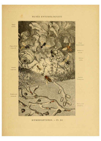 Reproducción/Reproduction 6008129673: Les insectes Paris,J. Rothschild,1878
