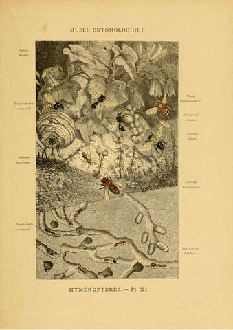 Reproducción/Reproduction 6008129673: Les insectes Paris,J. Rothschild,1878