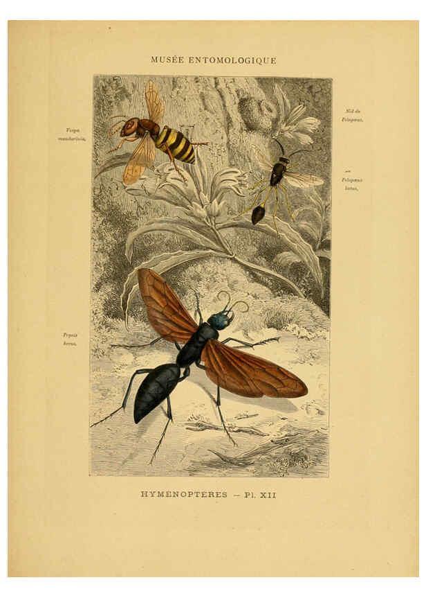 Reproducción/Reproduction 6008676976: Les insectes Paris,J. Rothschild,1878