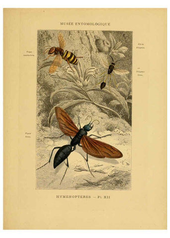 Reproducción/Reproduction 6008676976: Les insectes Paris,J. Rothschild,1878