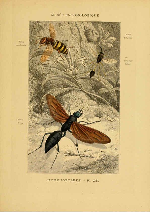 Reproducción/Reproduction 6008676976: Les insectes Paris,J. Rothschild,1878