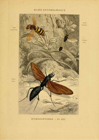 Reproducción/Reproduction 6008676976: Les insectes Paris,J. Rothschild,1878