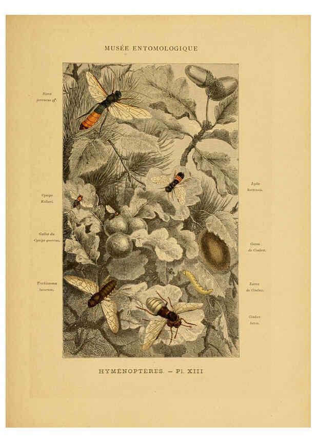 Reproducción/Reproduction 6008678644: Les insectes Paris,J. Rothschild,1878
