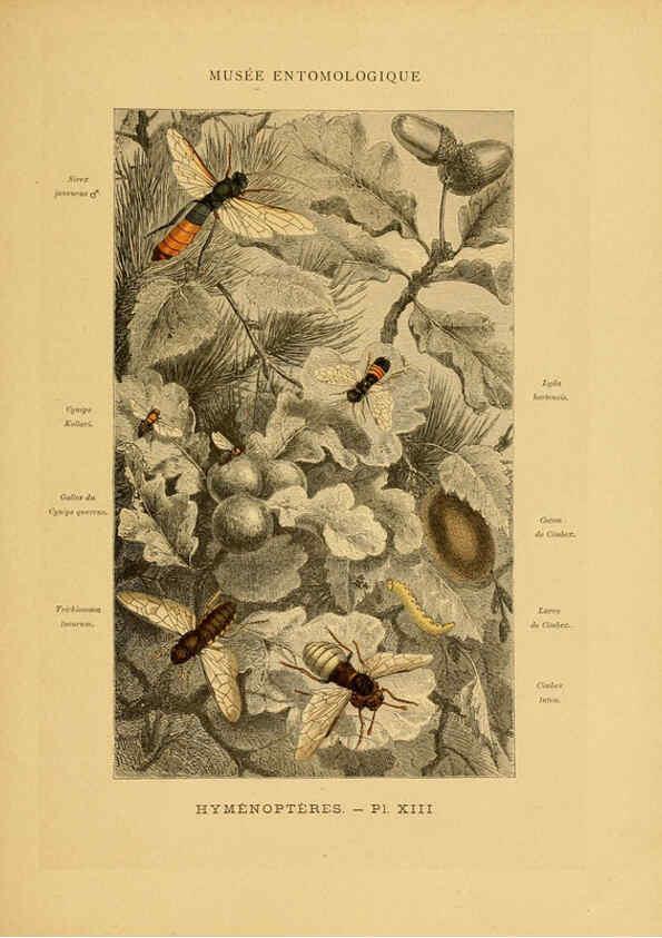 Reproducción/Reproduction 6008678644: Les insectes Paris,J. Rothschild,1878
