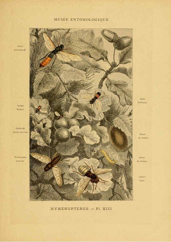 Reproducción/Reproduction 6008678644: Les insectes Paris,J. Rothschild,1878