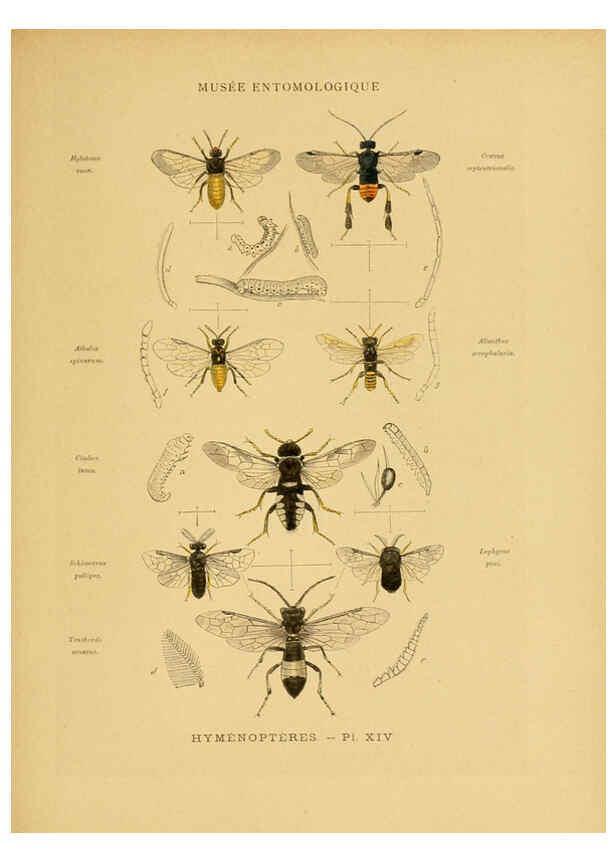 Reproducción/Reproduction 6008132021: Les insectes Paris,J. Rothschild,1878