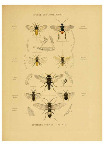 Reproducción/Reproduction 6008132021: Les insectes Paris,J. Rothschild,1878