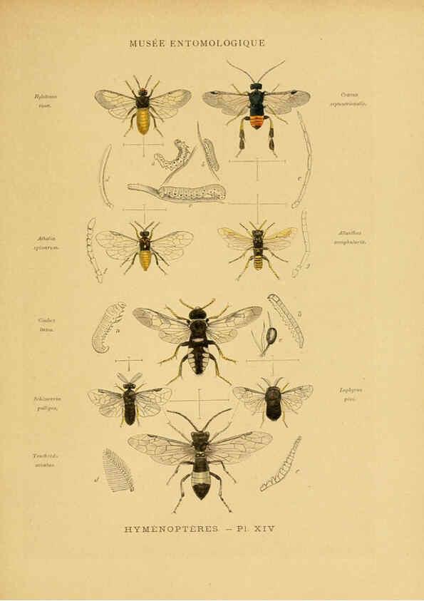 Reproducción/Reproduction 6008132021: Les insectes Paris,J. Rothschild,1878