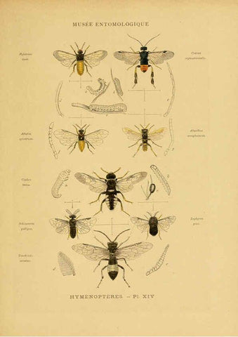 Reproducción/Reproduction 6008132021: Les insectes Paris,J. Rothschild,1878