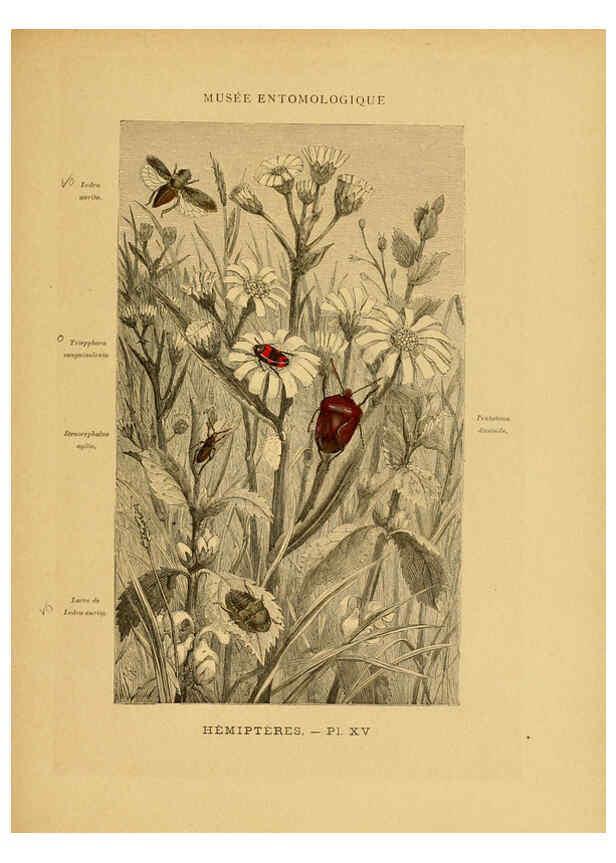 Reproducción/Reproduction 6008679722: Les insectes Paris,J. Rothschild,1878