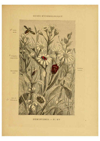 Reproducción/Reproduction 6008679722: Les insectes Paris,J. Rothschild,1878