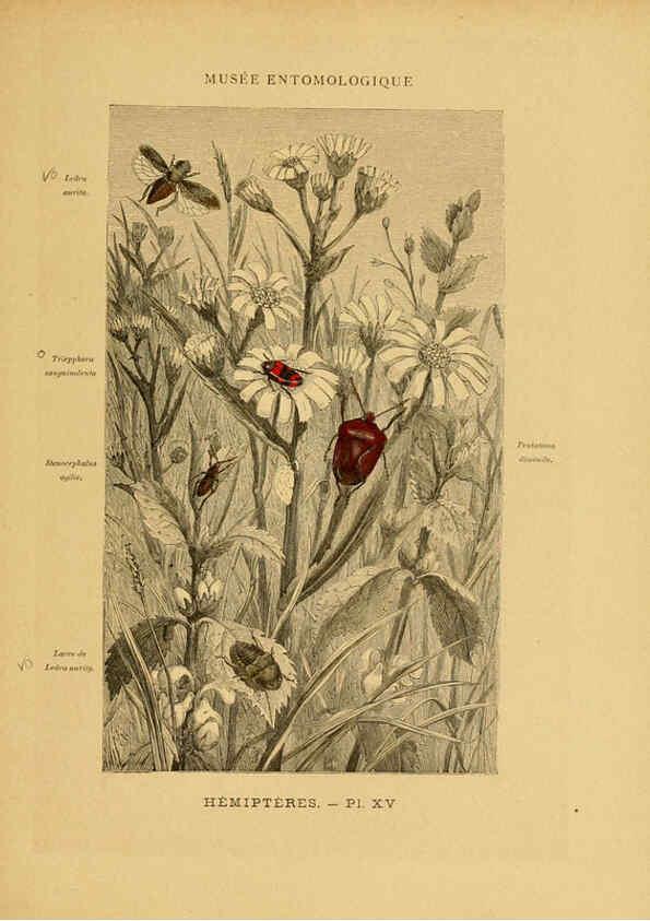 Reproducción/Reproduction 6008679722: Les insectes Paris,J. Rothschild,1878