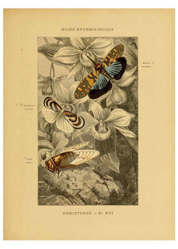 Reproducción/Reproduction 6008132907: Les insectes Paris,J. Rothschild,1878