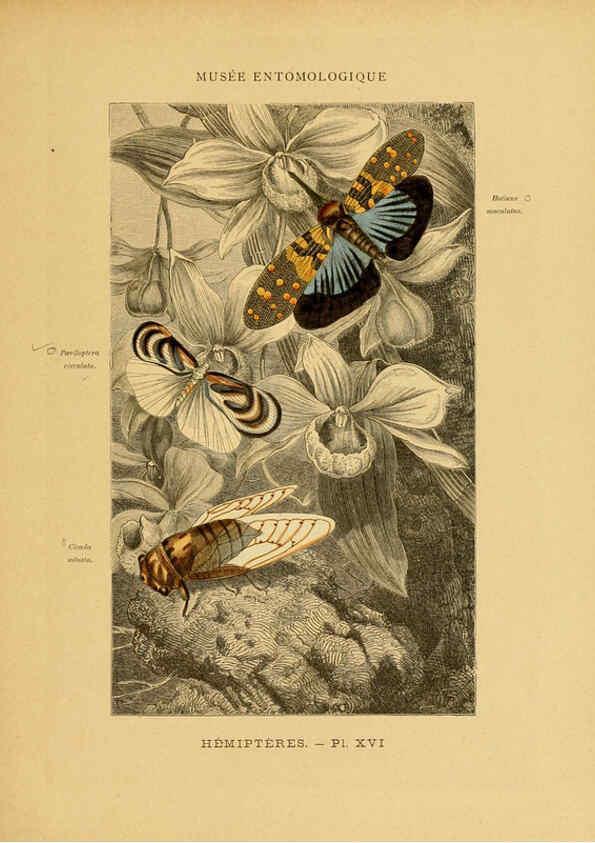 Reproducción/Reproduction 6008132907: Les insectes Paris,J. Rothschild,1878