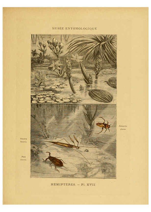 Reproducción/Reproduction 6008133147: Les insectes Paris,J. Rothschild,1878