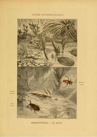 Reproducción/Reproduction 6008133147: Les insectes Paris,J. Rothschild,1878