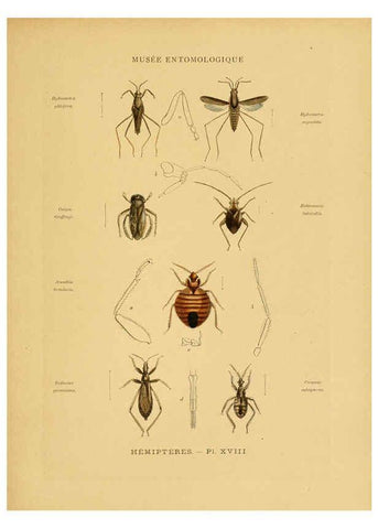 Reproducción/Reproduction 6008680654: Les insectes Paris,J. Rothschild,1878