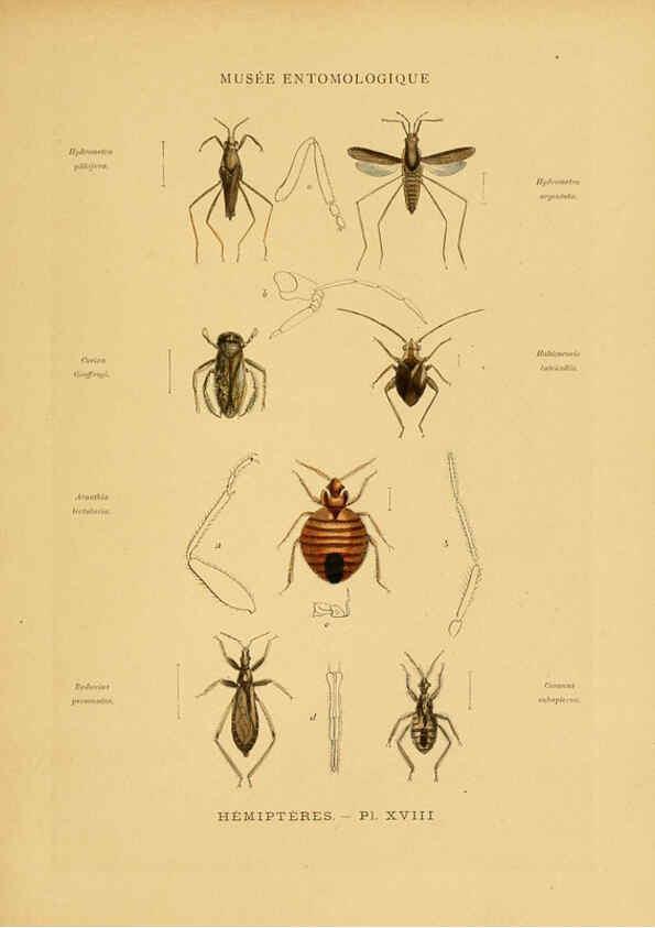 Reproducción/Reproduction 6008680654: Les insectes Paris,J. Rothschild,1878