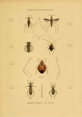 Reproducción/Reproduction 6008680654: Les insectes Paris,J. Rothschild,1878
