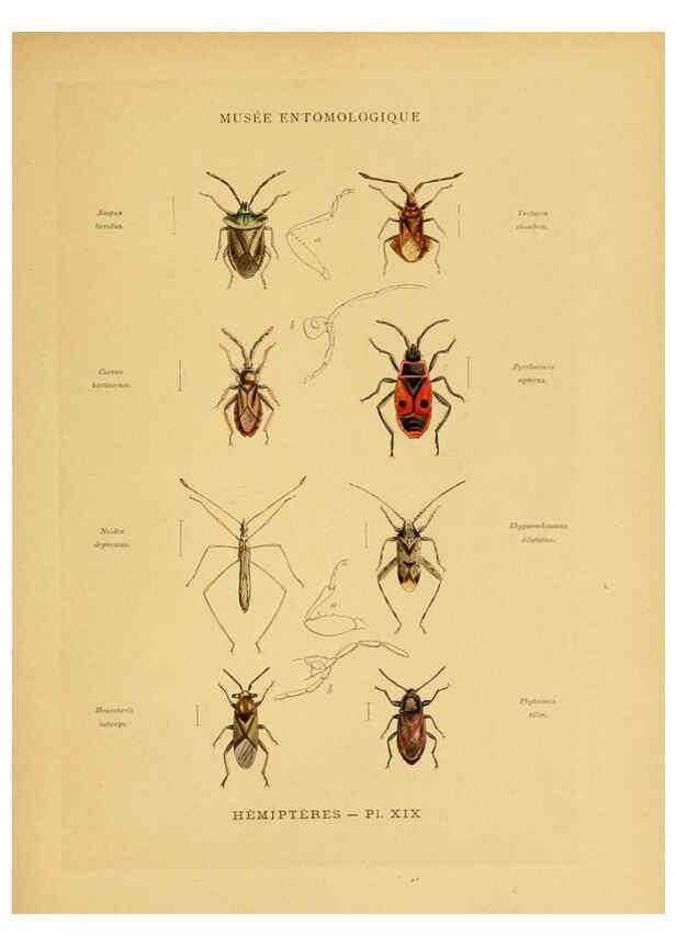 Reproducción/Reproduction 6008681012: Les insectes Paris,J. Rothschild,1878