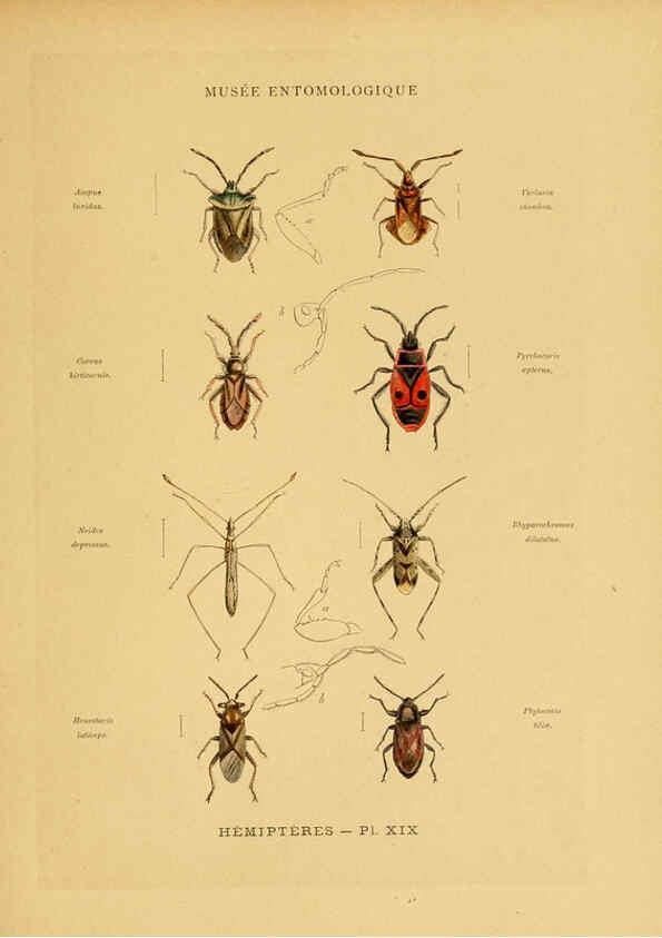 Reproducción/Reproduction 6008681012: Les insectes Paris,J. Rothschild,1878