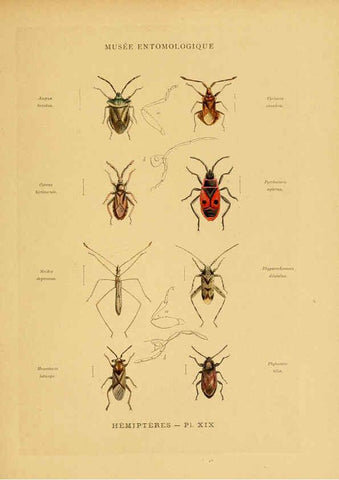 Reproducción/Reproduction 6008681012: Les insectes Paris,J. Rothschild,1878