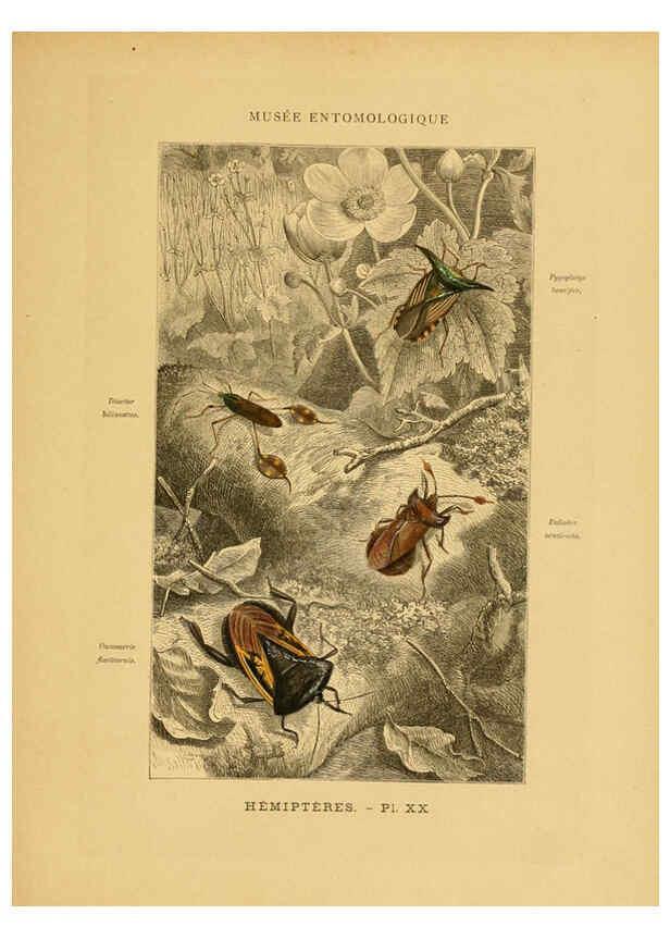 Reproducción/Reproduction 6008134437: Les insectes Paris,J. Rothschild,1878