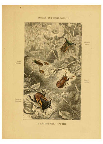 Reproducción/Reproduction 6008134437: Les insectes Paris,J. Rothschild,1878